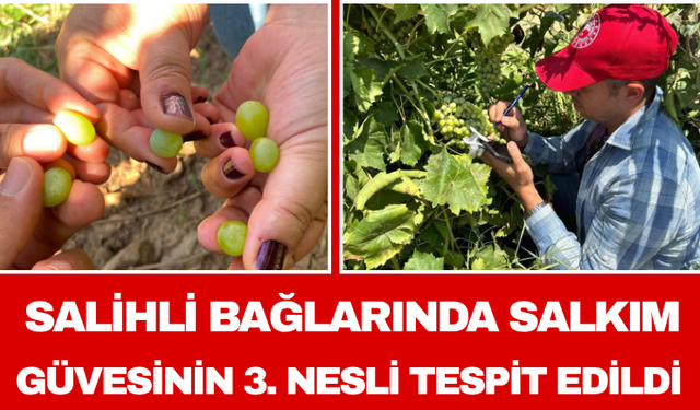 Salihli Bağlarında Salkım Güvesinin 3. Nesli Tespit Edildi