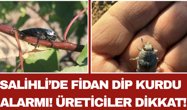 Salihli’de Fidan Dip Kurdu Alarmı! Üreticiler Dikkat!