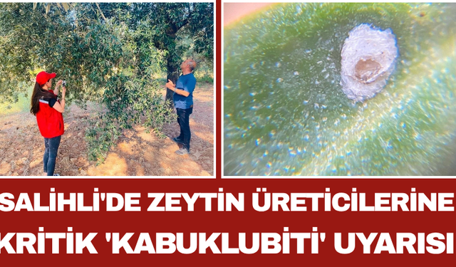 Salihli'de Zeytin Üreticilerine Kritik 'Kabuklubiti' Uyarısı