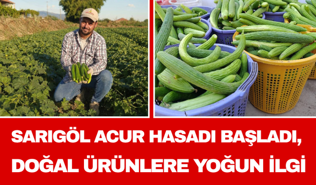 Sarıgöl Acur Hasadı Başladı, Doğal Ürünlere Yoğun İlgi