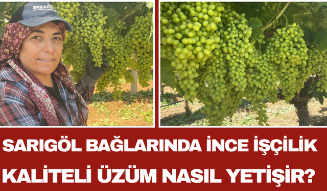 Sarıgöl Bağlarında İnce İşçilik Kaliteli Üzüm Nasıl Yetişir?