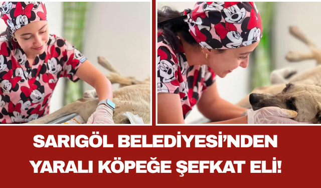 Sarıgöl Belediyesi’nden Yaralı Köpeğe Şefkat Eli!