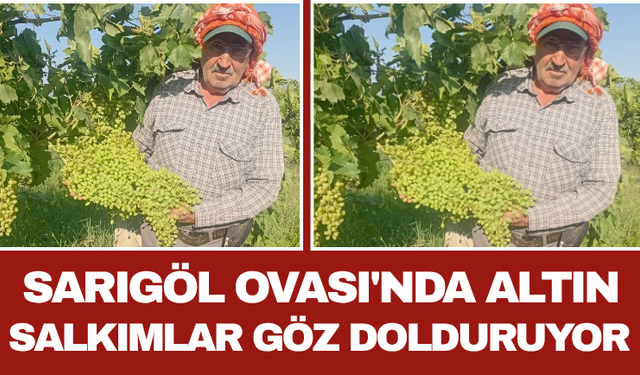Sarıgöl Ovası'nda Altın Salkımlar Göz Dolduruyor