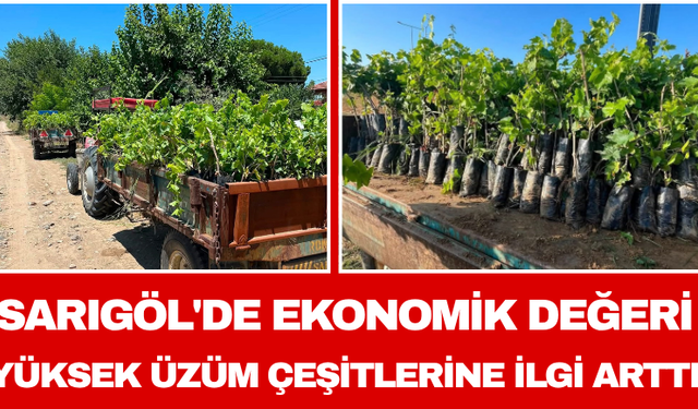 Sarıgöl'de Ekonomik Değeri Yüksek Üzüm Çeşitlerine İlgi Arttı