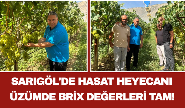 Sarıgöl'de Hasat Heyecanı Üzümde Brix Değerleri Tam!