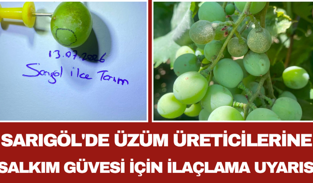 Sarıgöl'de Üzüm Üreticilerine Salkım Güvesi İçin İlaçlama Uyarısı