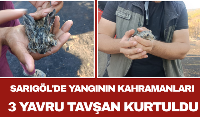 Sarıgöl'de Yangının Kahramanları: 3 Yavru Tavşan Kurtuldu