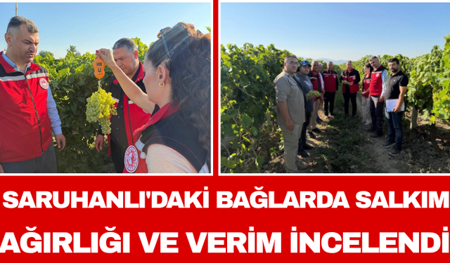 Saruhanlı'daki Bağlarda Salkım Ağırlığı ve Verim İncelendi