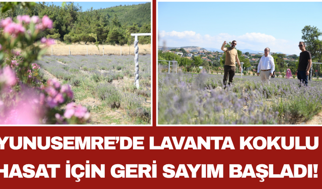 Yunusemre’de Lavanta Kokulu Hasat İçin Geri Sayım Başladı!