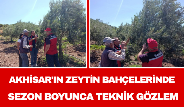 Akhisar'ın Zeytin Bahçelerinde Sezon Boyunca Teknik Gözlem