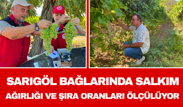 Sarıgöl Bağlarında Salkım Ağırlığı ve Şıra Oranları Ölçülüyor