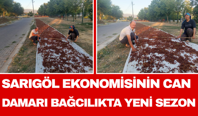 Sarıgöl Ekonomisinin Can Damarı Bağcılıkta Yeni Sezon