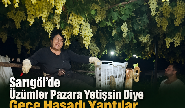 Sarıgöl’de Üzümler Pazara Yetişsin Diye Gece Hasadı Yaptılar