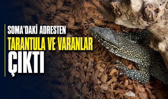 Soma’daki Adresten Tarantula ve Varanlar Çıktı