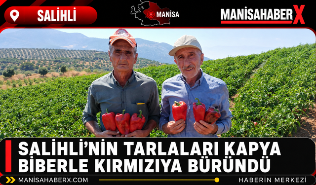 Salihli’nin Tarlaları Kapya Biberle Kırmızıya Büründü
