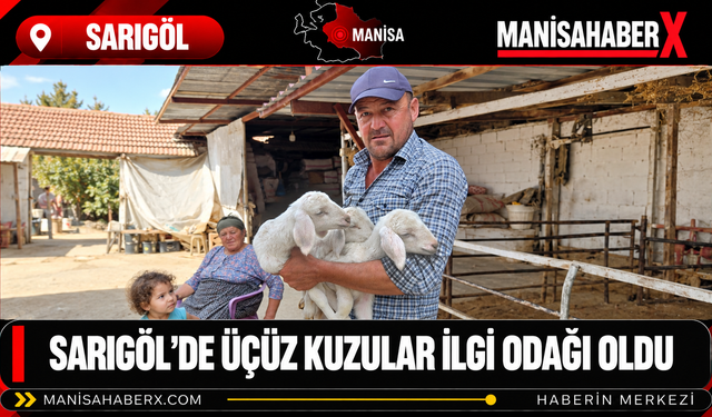 Sarıgöl’de Üçüz Kuzular İlgi Odağı Oldu