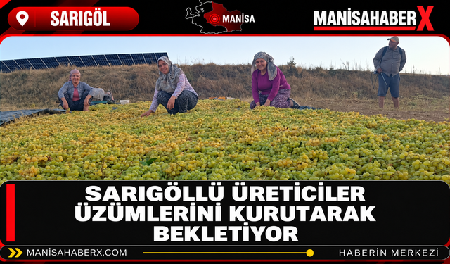 Sarıgöllü Üreticiler Üzümlerini Kurutarak Bekletiyor