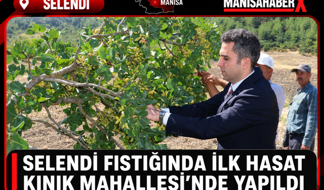 Selendi Fıstığında İlk Hasat Kınık Mahallesi’nde Yapıldı