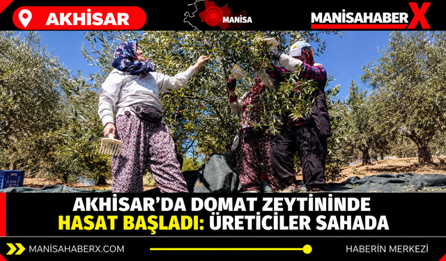 Akhisar’da Domat zeytininde hasat başladı: Üreticiler sahada