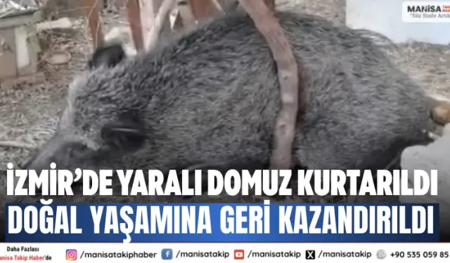 İzmir’de yaralı domuz kurtarıldı Doğal yaşamına geri kazandırıldı