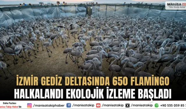İzmir Gediz Deltasında 650 Flamingo Halkalandı Ekolojik İzleme Başladı