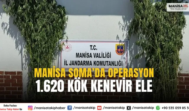 Manisa Soma’da Jandarmadan 1.620 Kök Kenevir Operasyonu