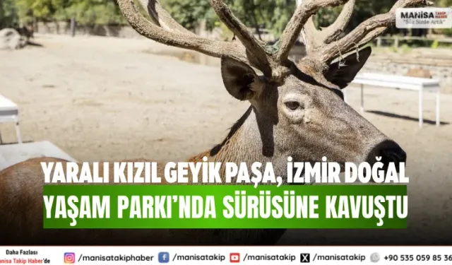 Yaralı kızıl geyik Paşa, İzmir Doğal Yaşam Parkı’nda sürüsüne kavuştu