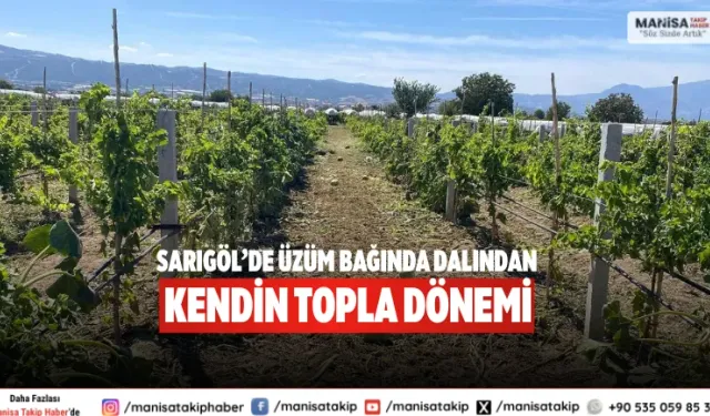 Sarıgöl’de üzüm bağında Dalından kendin topla dönemi