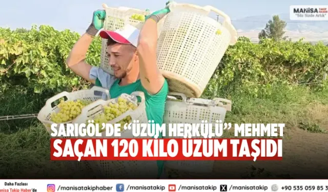 Sarıgöl’de “Üzüm Herkülü” Mehmet Saçan 120 Kilo Üzüm Taşıdı