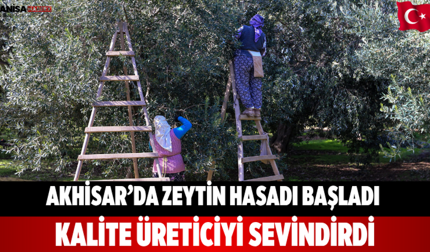 Akhisar’da Zeytin Hasadı Başladı: Kalite Üreticiyi Sevindirdi