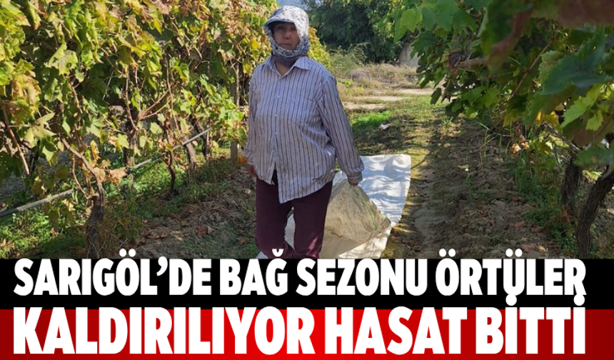 Sarıgöl’de bağ sezonu örtüler kaldırılıyor hasat bitti