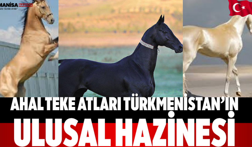 Ahal Teke Atları Türkmenistan’ın Ulusal Hazinesi