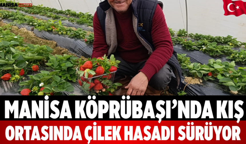 Manisa Köprübaşı’nda Kış Ortasında Çilek Hasadı Sürüyor