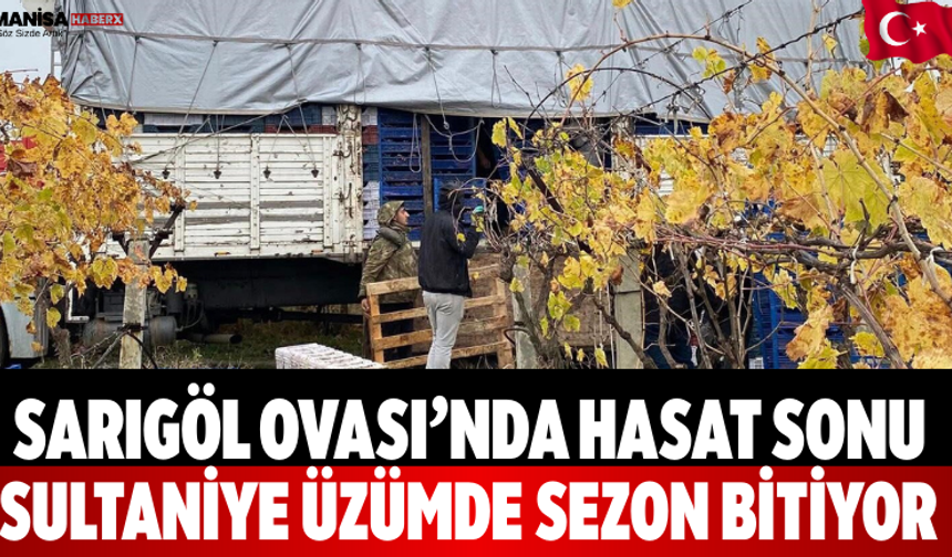Sarıgöl Ovası’nda hasat sonu  Sultaniye üzümde sezon bitiyor