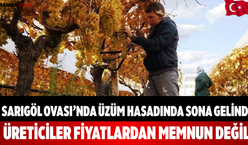 Sarıgöl Ovası’nda Sultaniye Üzüm Hasadında Sona Gelindi