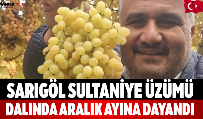 Sarıgöl Sultaniye Üzümü Dalında Aralık Ayına Dayandı