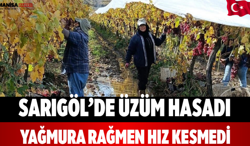 Sarıgöl’de Üzüm Hasadı Yağmura Rağmen Hız Kesmedi