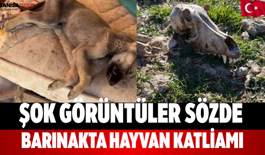 ŞOK Görüntüler Sözde Barınakta Hayvan Katliamı
