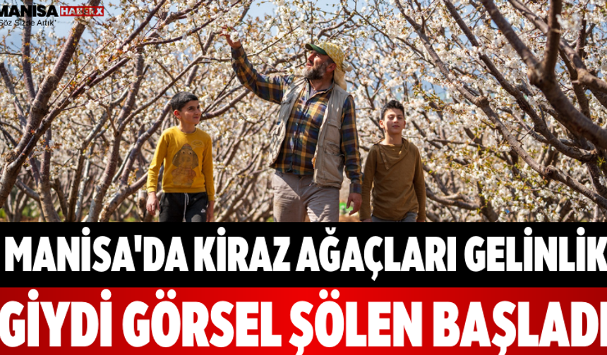 Manisa'da Kiraz Ağaçları Gelinlik Giydi Görsel Şölen Başladı