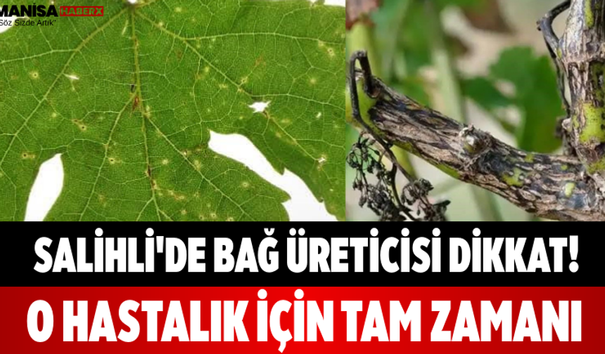 Salihli'de Bağ Üreticisi Dikkat! O Hastalık İçin Tam Zamanı