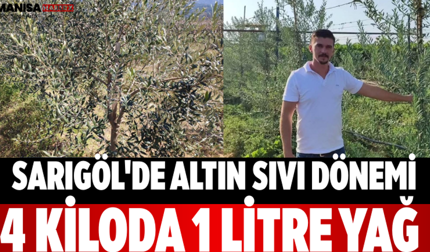 Sarıgöl'de Altın Sıvı Dönemi 4 Kiloda 1 Litre Yağ