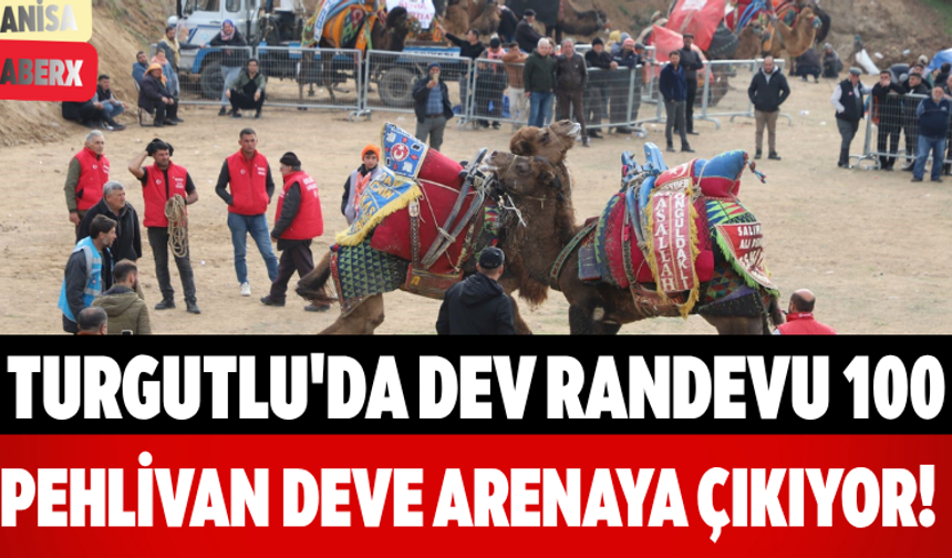 Turgutlu'da Dev Randevu 100 Pehlivan Deve Arenaya Çıkıyor!