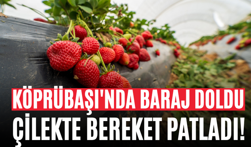 Köprübaşı'nda Baraj Doldu, Çilekte Bereket Patladı!