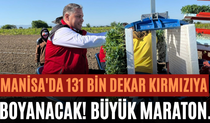 Manisa'da 131 Bin Dekar Kırmızıya Boyanacak! Büyük Maraton.