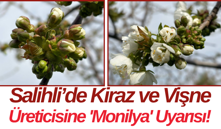 Salihli’de Kiraz ve Vişne Üreticisine 'Monilya' Uyarısı!