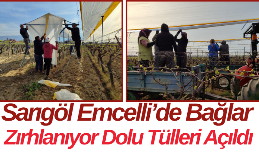 Sarıgöl Emcelli’de Bağlar Zırhlanıyor Dolu Tülleri Açıldı