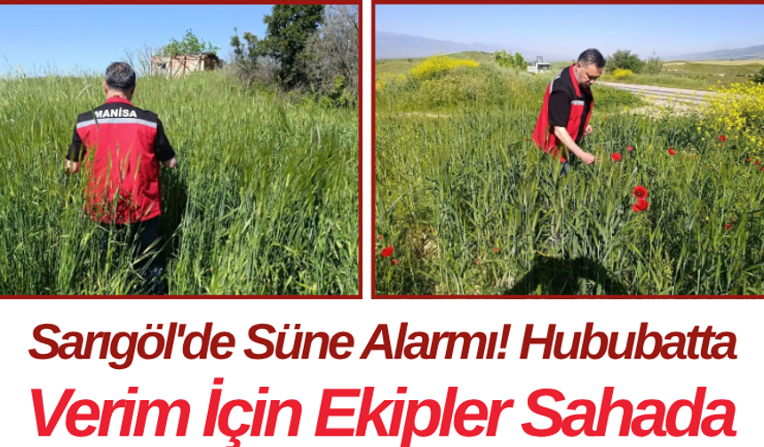 Sarıgöl'de Süne Alarmı! Hububatta Verim İçin Ekipler Sahada