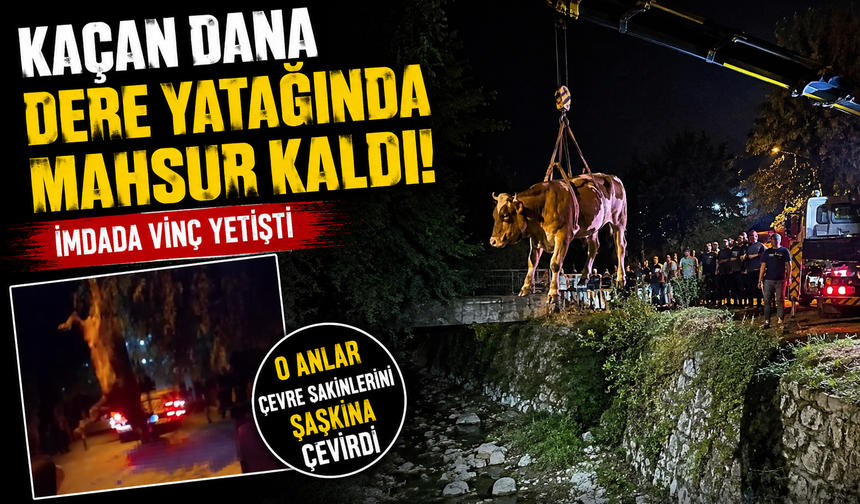 Kurbanlık Dana Dereye Düştü Kurtarma Operasyonu Şaşırttı!
