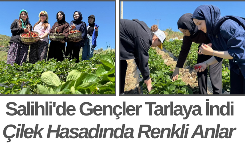 Salihli'de Gençler Tarlaya İndi Çilek Hasadında Renkli Anlar