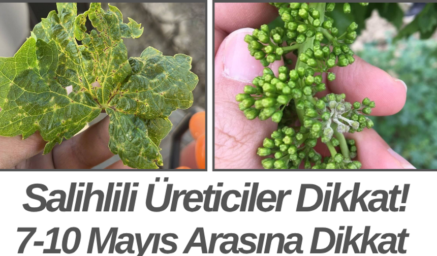 Salihlili Üreticiler Dikkat! 7-10 Mayıs Arasına Dikkat